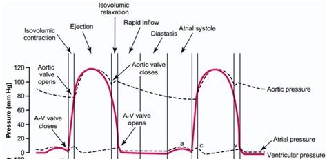 3: Aortic, left atrial and left ventricular pressure waveforms during a... | Download Scientific ...