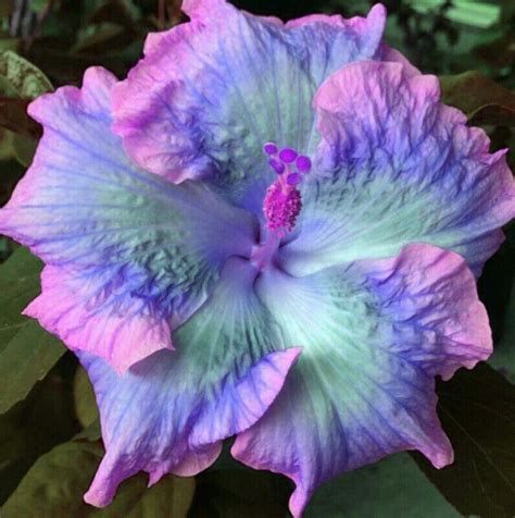 Hibiscus Rainbow Purple Hibiscus, Hibiscus Plant, Hibiscus Flowers, Tropical Flowers, Fresh ...