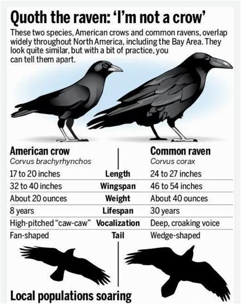 Raven vs Crow - How to Tell Them Apart