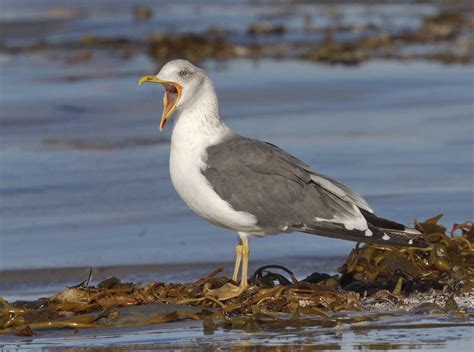 Lesser Black-backed Gull | San Diego Bird Spot