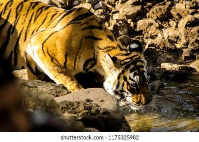 Tiger Jungle Stock Photo 1175325982 | Shutterstock