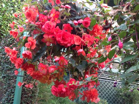 Begonia Illumination Red | Hanging baskets, Begonia