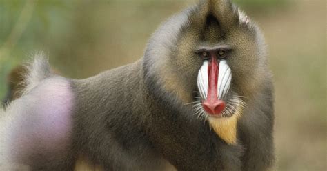 Funny Baboon - Pets Cute and Docile