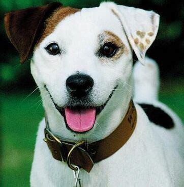 Wishbone | Jaden's Adventures Wiki | Fandom