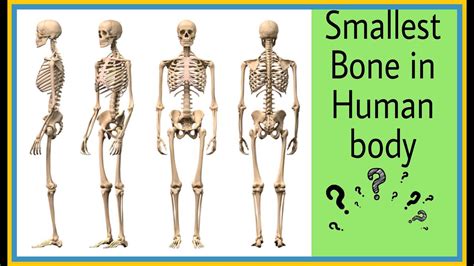 Smallest Bone in Human Body - YouTube