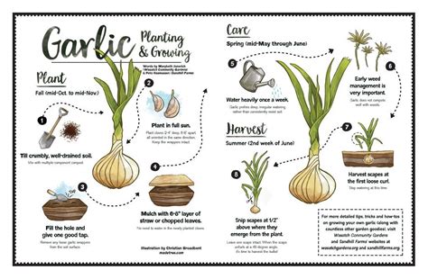 Garlic Planting & Growing - SLUG Magazine | Growing garlic, Home ...