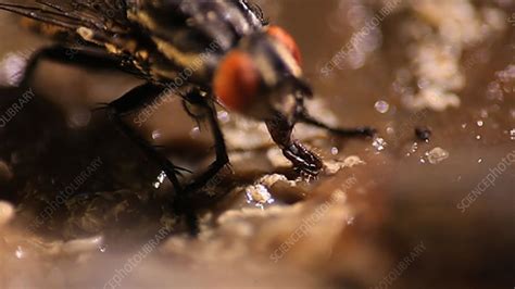 Flesh flies eating - Stock Video Clip - K003/5311 - Science Photo Library