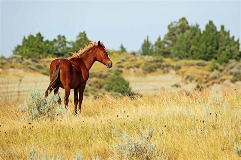 Wild Horses in North America: Where You Can Still See Them | Reader's Digest