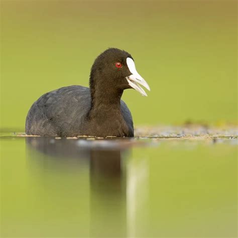 Eurasian Coot - Facts, Diet, Habitat & Pictures on Animalia.bio