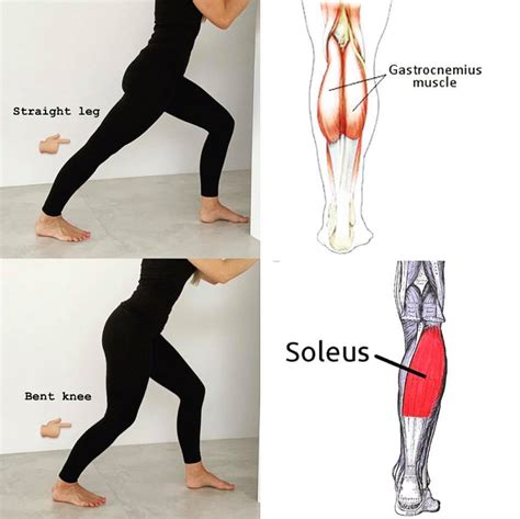 Gastrocnemius Muscle Stretch