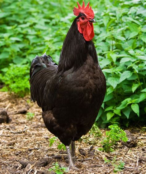 Chicken Breed Spotlight: Australorp or Black Jersey Giant - Cackle Hatchery