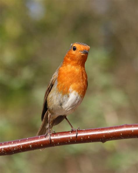 Free Images : nature, branch, cute, wildlife, wild, red, beak, small, avian, fauna, songbird ...