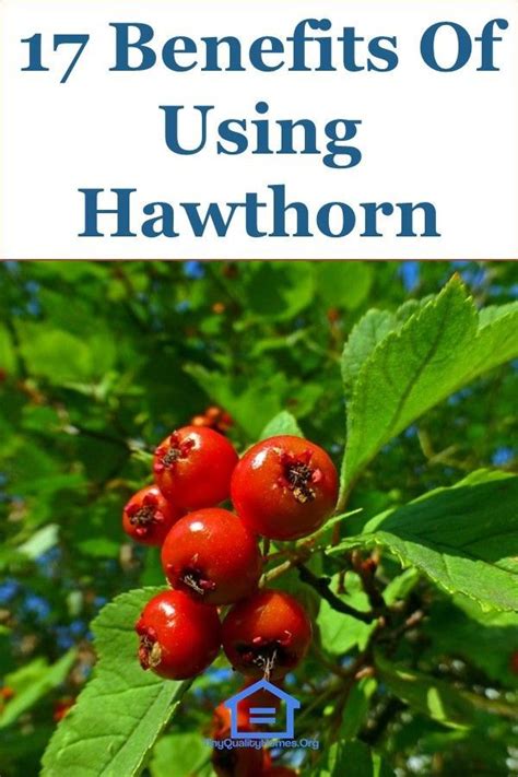 17 Benefits Of Hawthorn (Hawthorn Berries) | Hawthorn berry, Health benefits, Benefits of berries