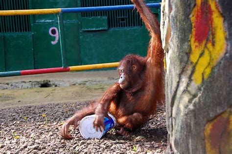 Ragunan Zoo, Jakarta | Timings, Entry Fee, Things To Do | Holidify