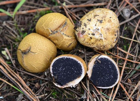 common earthball (Fungi of Central Texas) · iNaturalist