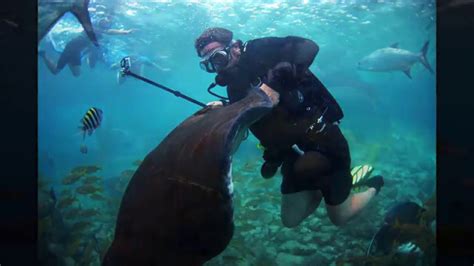 Animal Encounter at the Sea Aquarium Park in Curacao | Sea aquarium, Animals, Curacao