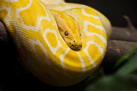 The World's Most Stunningly Yellow Animals - WorldAtlas