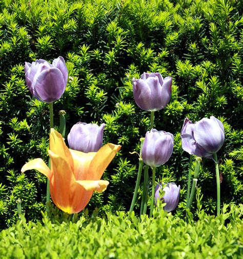 Purple and Orange Tulips Photograph by Angela Siener - Fine Art America