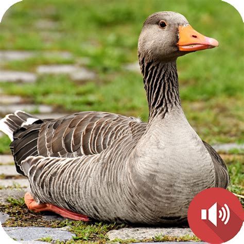 Goose Sounds - Apps on Google Play