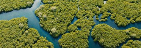 Scientific management of mangroves is need of the hour