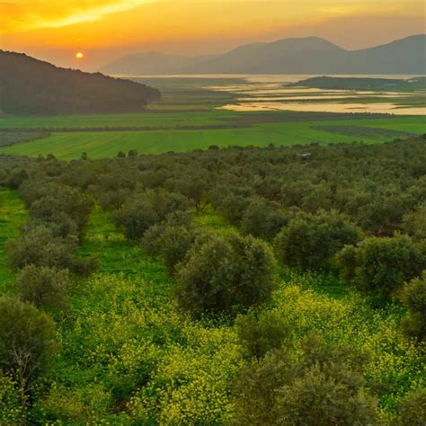 Important Plant Areas of Israel - Plantlife