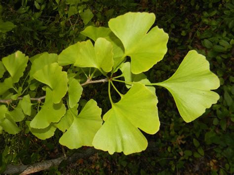 Ginkgo biloba (Ginkgo, Maidenhair Tree) | North Carolina Extension Gardener Plant Toolbox