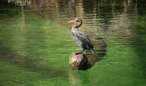 The Visitor's Guide to Blue Springs State Park - The Getaway