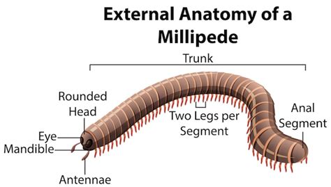 Free Vector | External anatomy of a millipede on white background