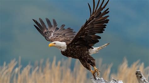 Bald Eagle 4k Ultra Hd Wallpaper Images