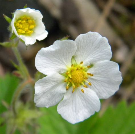 Woodland Strawberry Flower Essence - Tree Frog Farm | Flower Essences | Aromatherapy