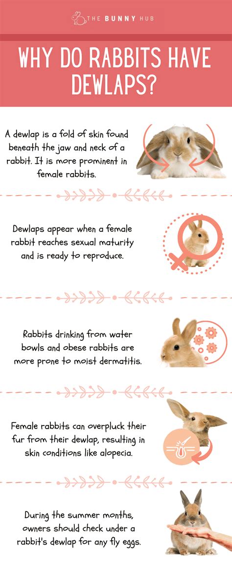 Why Do Rabbits Have a Dewlap? - The Bunny Hub