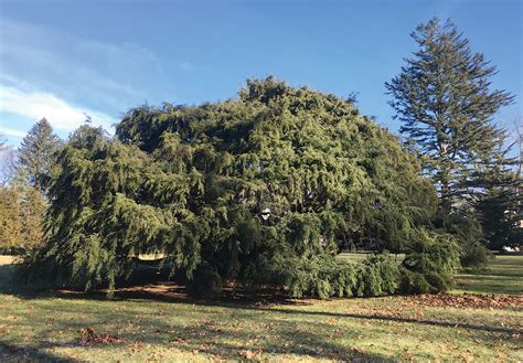 Closing the Book on Sargent’s Weeping Hemlock | Arnold Arboretum