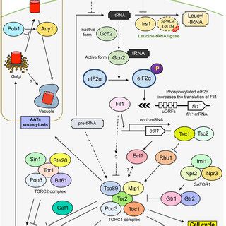 Leucine biosynthesis pathway in fission yeast, Schizosaccharomyces ...