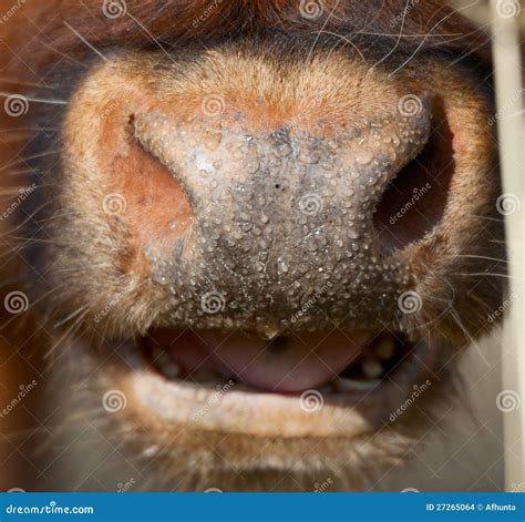 Cow nose close up stock photo. Image of unusual, cattle - 27265064