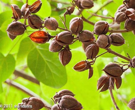 Pin by Efalle on PAULOWNIA | Seed pods, Plant identification, Tree seeds