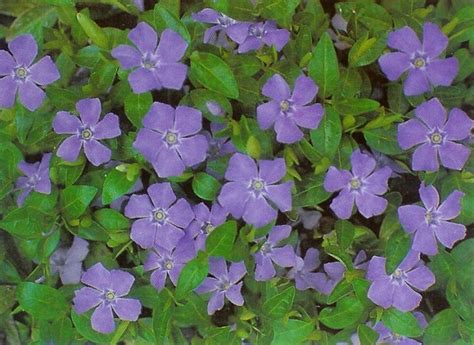 periwinkle groundcover for that hill in your front yard so you won't have to mow there | Ground ...