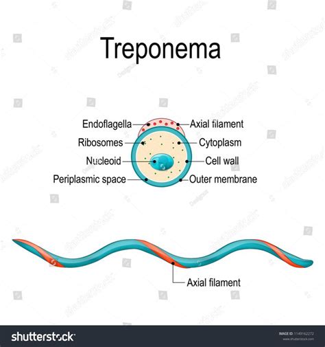 Structure Treponema Treponema Pallidum Spirochaete Bacterium Stock Vector (Royalty Free ...