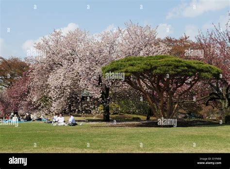 Shinjuku Gyoen National Garden, Cherry blossom trees in Shinjuku Park Stock Photo - Alamy