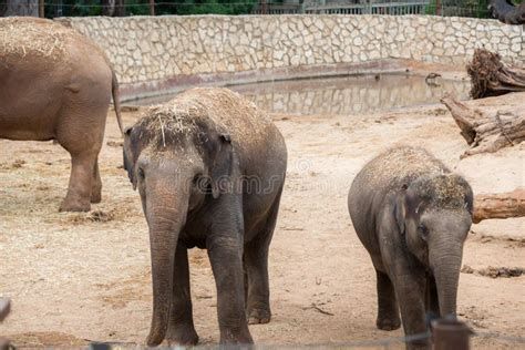 Morning Tour at Ramat Gan Safari Park Stock Image - Image of ramat ...