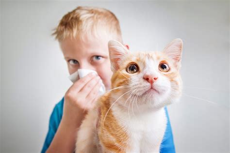 Cat Allergy- Everything You Need To Know