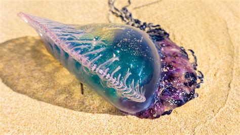 Don't touch! Portuguese man o'war wash up on NC beaches | wcnc.com