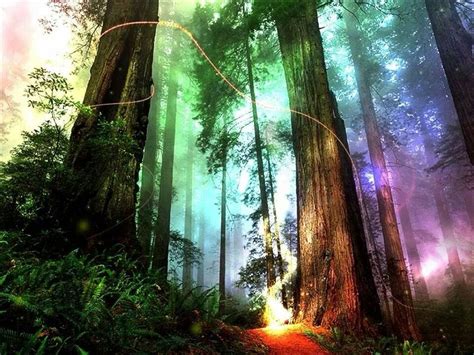 Rainbow Forest | Magical forest, Forest wallpaper, Fantasy forest