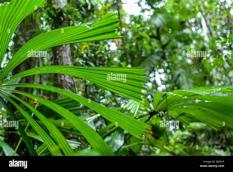 The Daintree Rainforest Queensland Australia Stock Photo - Alamy