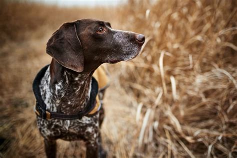 What are the symptoms of rocky mountain spotted fever in dogs? | Germantown Parkway Animal Hospital