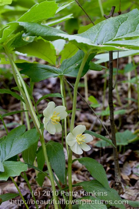 May Apple – Podophyllum peltatum | Beautiful Flower Pictures Blog