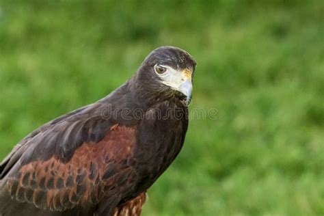 Steppe eagle stock photo. Image of raptor, habitat, nature - 64373378