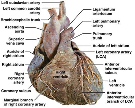 Real Heart Anatomy