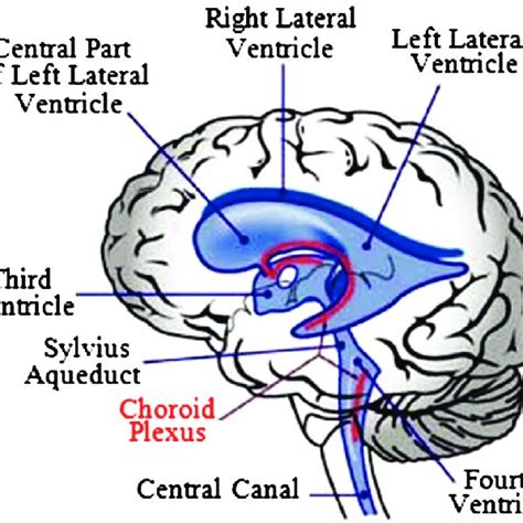 Views of the meshed model of ventricular system (fluid model) obtained ...