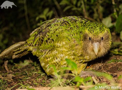 Kakapo | Strigops habroptila