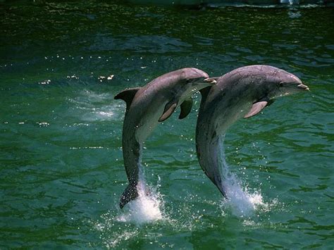 Two Dolphins Leaping Wallpaper and Backgrounds (1024 x 768 ...